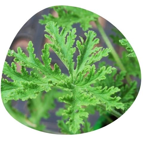 citronella k dýchání a regeneraci